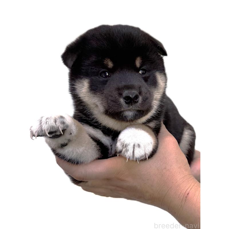 販売中の宮城県の柴犬-416652の4枚目